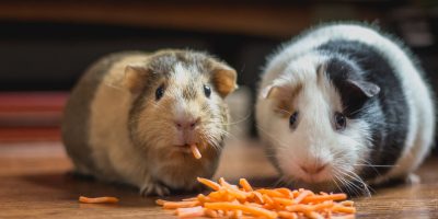 bonnie-kittle-MUcxe_wDurE-unsplash